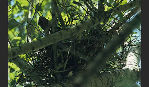 Kurzfangsperber (Accipiter brevipes)