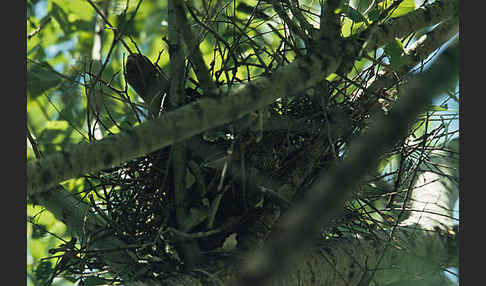 Kurzfangsperber (Accipiter brevipes)