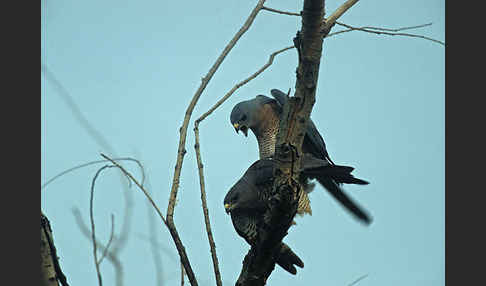 Kurzfangsperber (Accipiter brevipes)