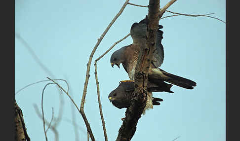 Kurzfangsperber (Accipiter brevipes)