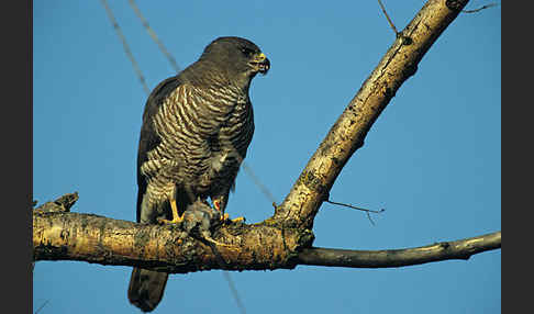 Kurzfangsperber (Accipiter brevipes)