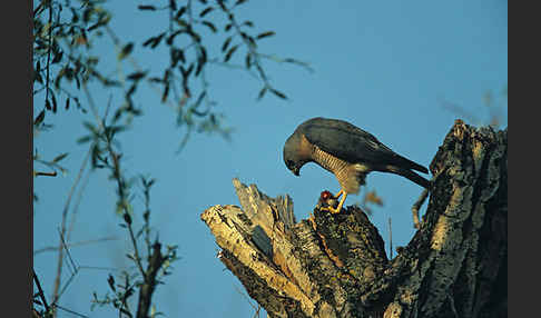 Kurzfangsperber (Accipiter brevipes)