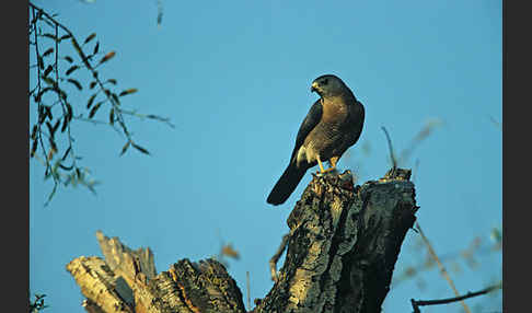 Kurzfangsperber (Accipiter brevipes)