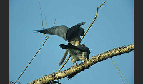 Kurzfangsperber (Accipiter brevipes)