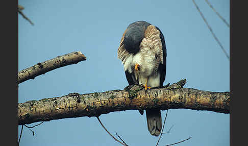 Kurzfangsperber (Accipiter brevipes)