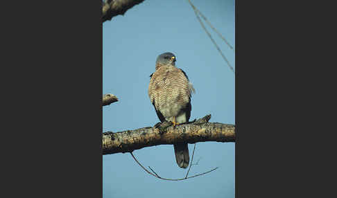 Kurzfangsperber (Accipiter brevipes)