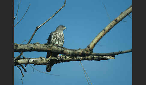 Kurzfangsperber (Accipiter brevipes)