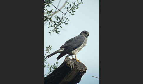 Kurzfangsperber (Accipiter brevipes)