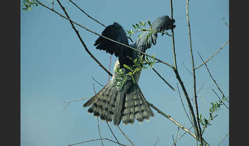 Kurzfangsperber (Accipiter brevipes)