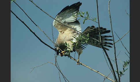 Kurzfangsperber (Accipiter brevipes)