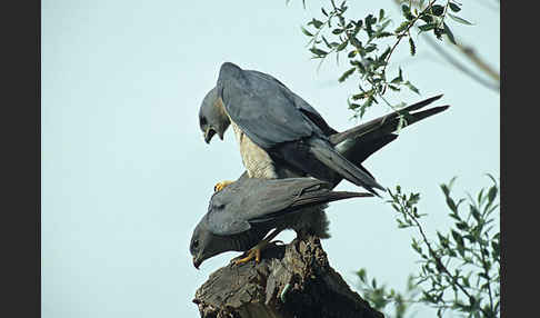 Kurzfangsperber (Accipiter brevipes)