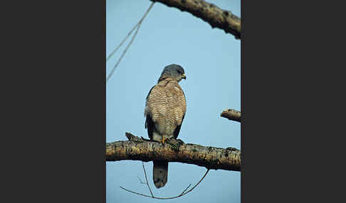 Kurzfangsperber (Accipiter brevipes)