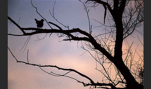 Kurzfangsperber (Accipiter brevipes)