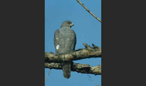 Kurzfangsperber (Accipiter brevipes)