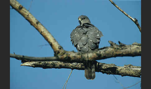 Kurzfangsperber (Accipiter brevipes)