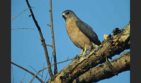 Kurzfangsperber (Accipiter brevipes)