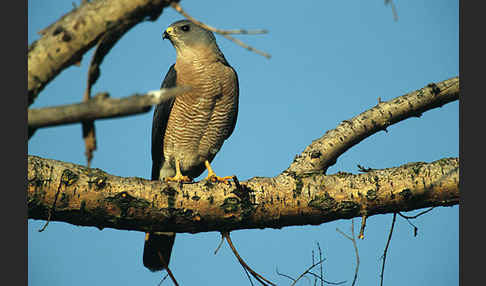 Kurzfangsperber (Accipiter brevipes)