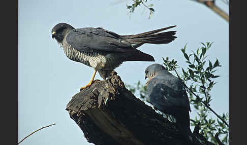 Kurzfangsperber (Accipiter brevipes)