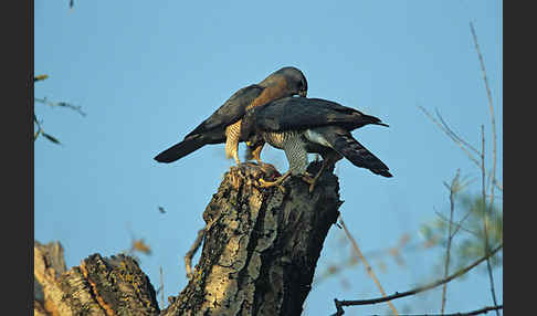 Kurzfangsperber (Accipiter brevipes)