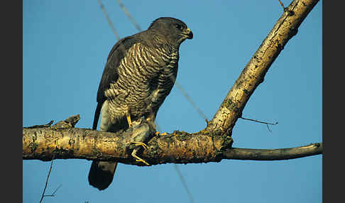 Kurzfangsperber (Accipiter brevipes)