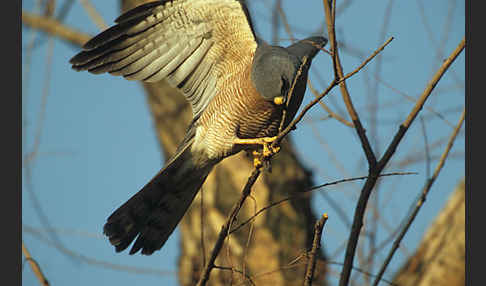 Kurzfangsperber (Accipiter brevipes)