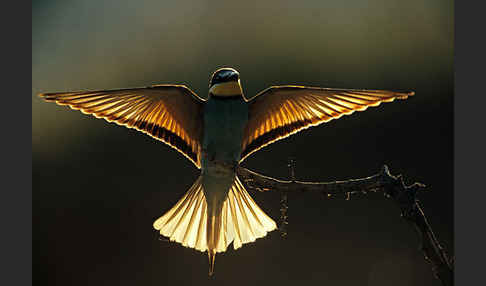 Bienenfresser (Merops apiaster)