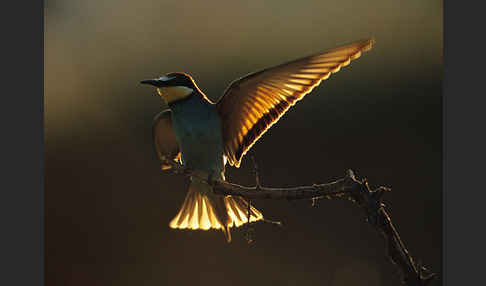 Bienenfresser (Merops apiaster)