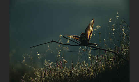 Bienenfresser (Merops apiaster)