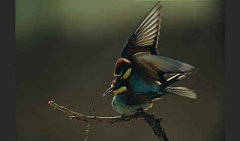 Bienenfresser (Merops apiaster)