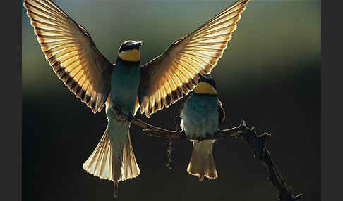 Bienenfresser (Merops apiaster)