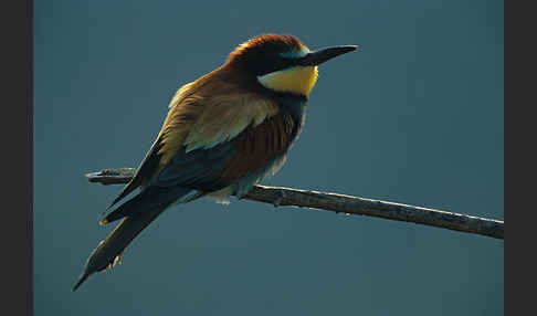 Bienenfresser (Merops apiaster)