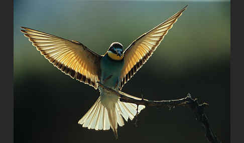 Bienenfresser (Merops apiaster)