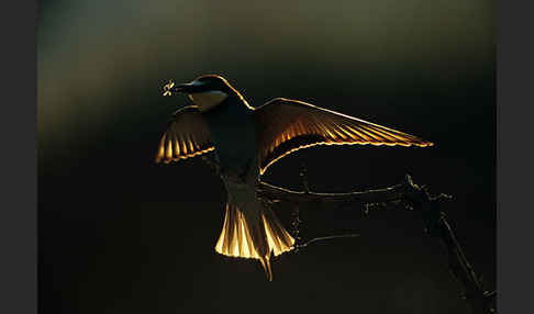 Bienenfresser (Merops apiaster)