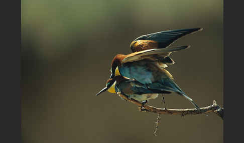 Bienenfresser (Merops apiaster)