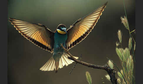 Bienenfresser (Merops apiaster)