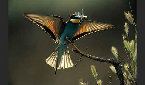 Bienenfresser (Merops apiaster)