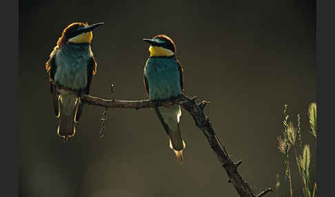 Bienenfresser (Merops apiaster)