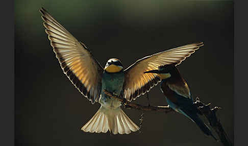 Bienenfresser (Merops apiaster)