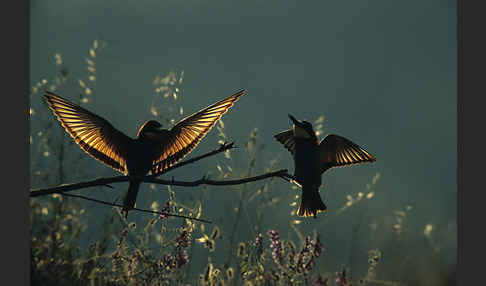 Bienenfresser (Merops apiaster)