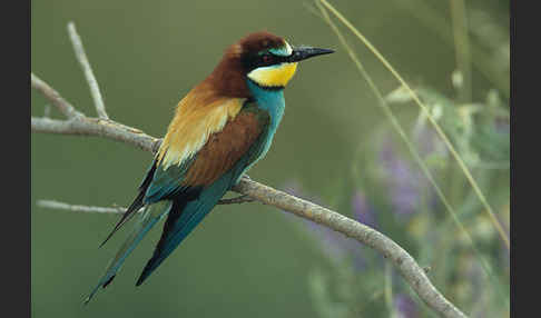 Bienenfresser (Merops apiaster)