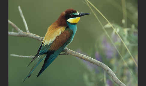 Bienenfresser (Merops apiaster)