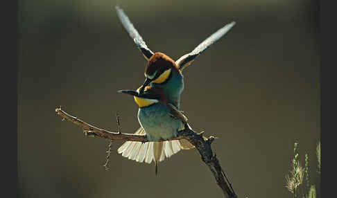 Bienenfresser (Merops apiaster)