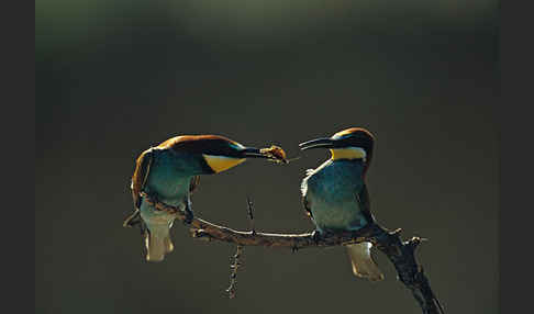 Bienenfresser (Merops apiaster)