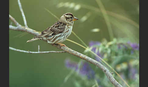 Steinsperling (Petronia petronia)