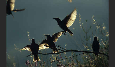 Star (Sturnus vulgaris)