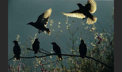 Star (Sturnus vulgaris)