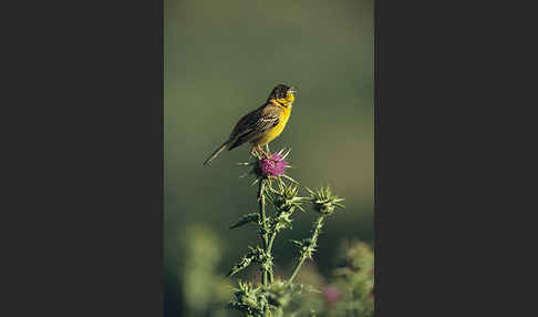 Kappenammer (Emberiza melanocephala)