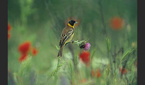 Kappenammer (Emberiza melanocephala)