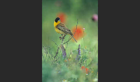 Kappenammer (Emberiza melanocephala)