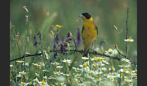 Kappenammer (Emberiza melanocephala)